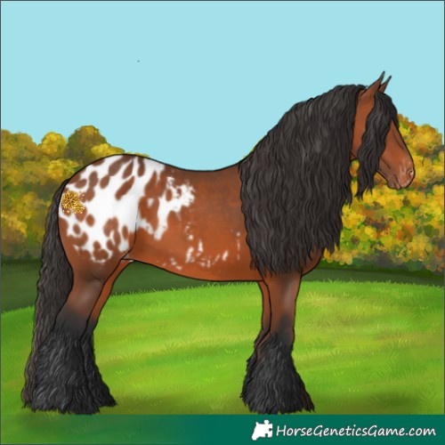 Horse Color:Bay Blanket 