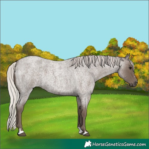 Horse Color:Silver Blue Roan 