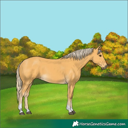 Horse Color:Palomino Tobiano 