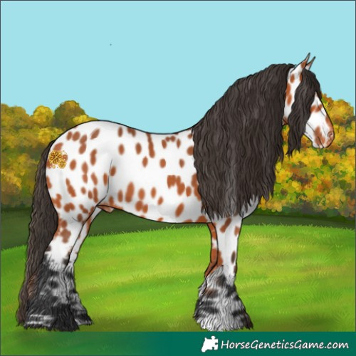 Horse Color:Bay Leopard 