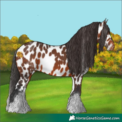 Horse Color:White Spotted Brown Appaloosa 