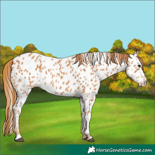 Horse Color:Chestnut Appaloosa 
