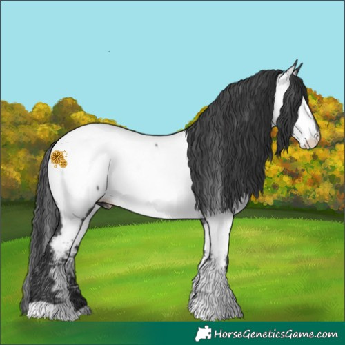 Horse Color:Black Near Fewspot 