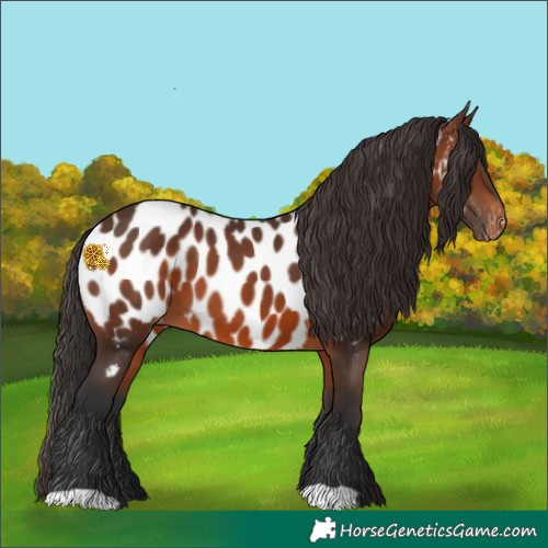 Horse Color:Brown Appaloosa 
