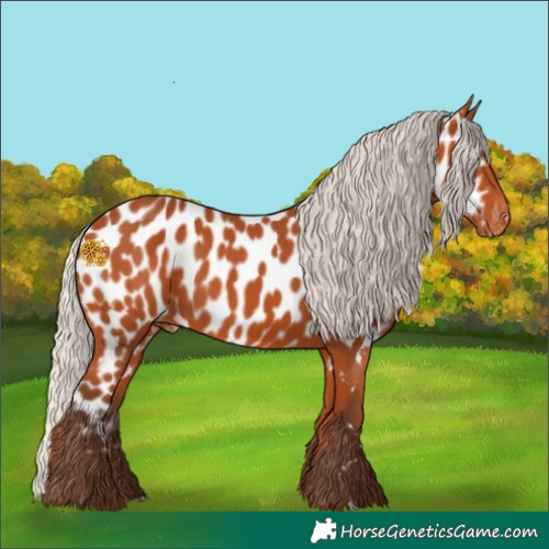 Horse Color:Silver Bay Appaloosa 