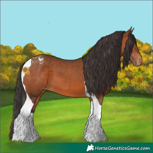 Horse Color:Bay Tobiano Appaloosa 