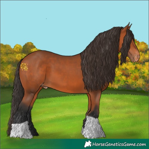 Horse Color:Bay Tobiano Appaloosa 