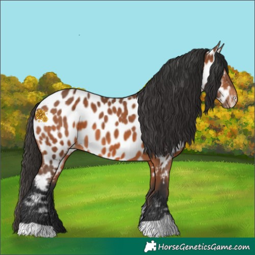 Horse Color:Bay Appaloosa 