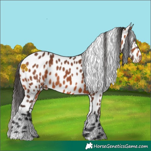 Horse Color:Bay Appaloosa 