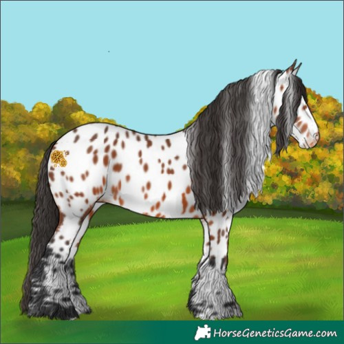 Horse Color:Bay Appaloosa 