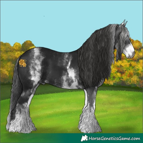 Horse Color:Gray White Spotted Black 