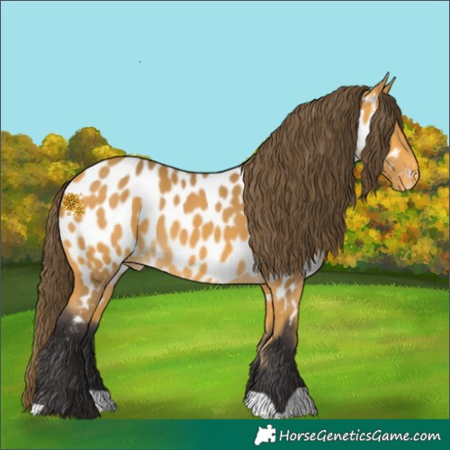 Horse Color:Buckskin Appaloosa 