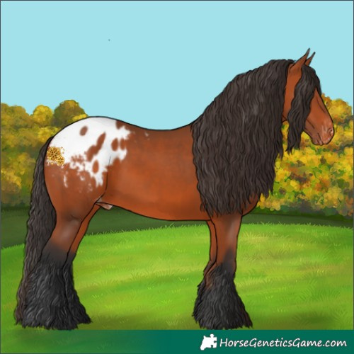 Horse Color:Bay Appaloosa 