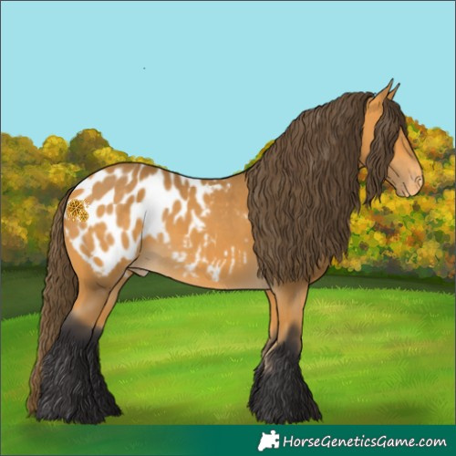 Horse Color:Buckskin Appaloosa 