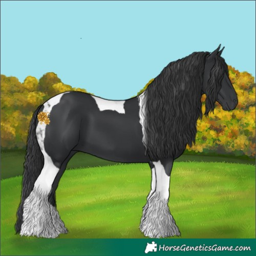 Horse Color:Black Tobiano 