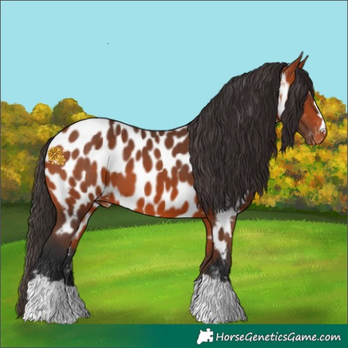 Horse Color:Bay Near Leopard 
