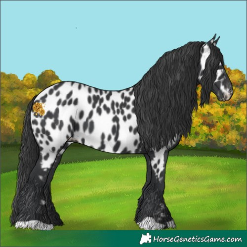 Horse Color:Black Appaloosa 