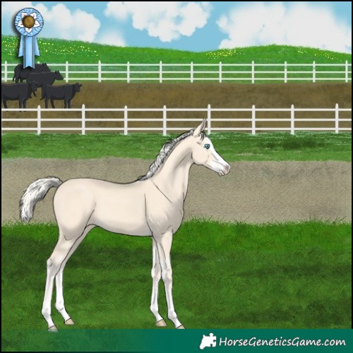 Horse Color:Cremello Splash  and Cremello Splash 