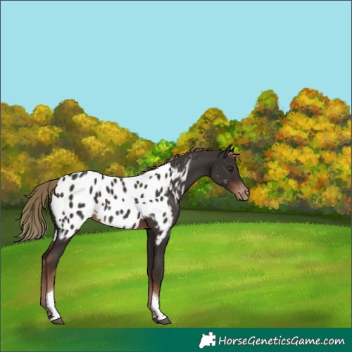 Horse Color:Liver Chestnut Tobiano Appaloosa 