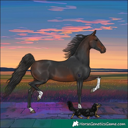 Horse Color:Brown Tobiano Rabicano 