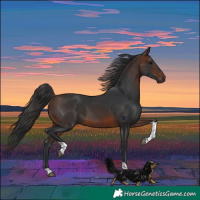 Horse Color:Brown Tobiano Rabicano