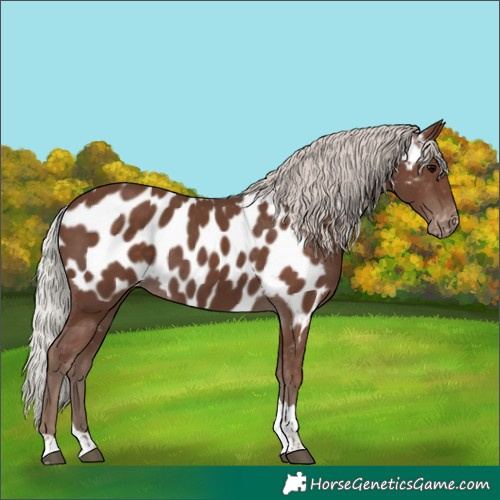 Horse Color:Silver Black Tobiano Near Leopard