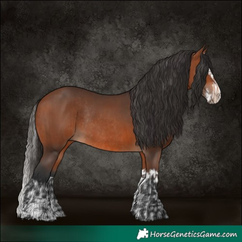 Horse Color:Bay Rabicano  and Bay Splash Rabicano 