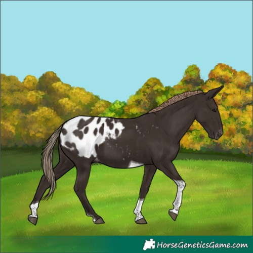 Horse Color:Liver Chestnut Tobiano Appaloosa 