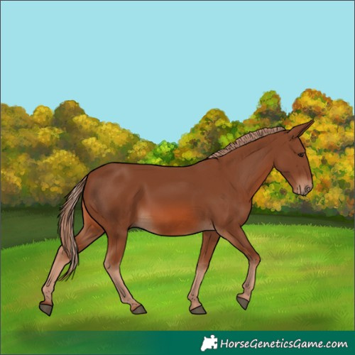 Horse Color:Unknown 