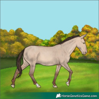 Horse Color:Unknown 