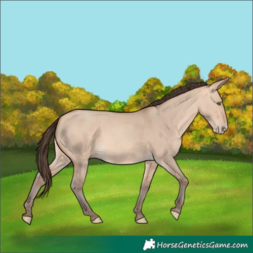 Horse Color:Unknown 