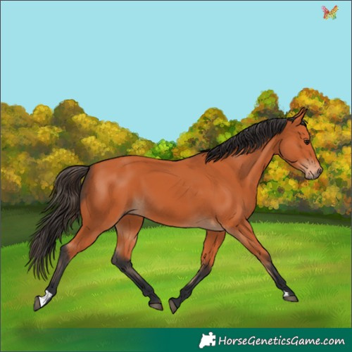 Horse Color:Bay 