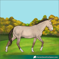 Horse Color:Unknown 