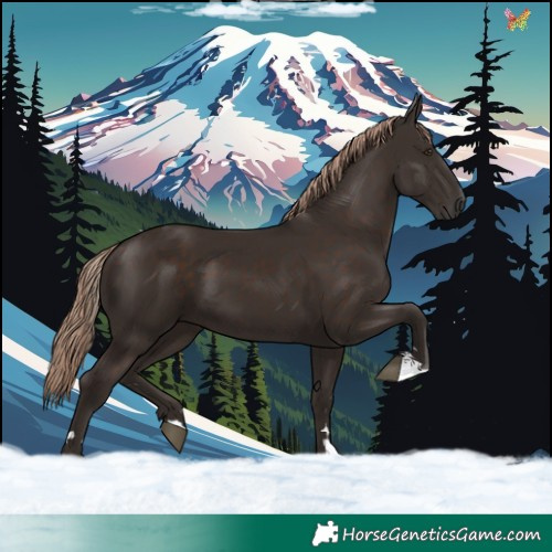 Horse Color:Liver Chestnut 