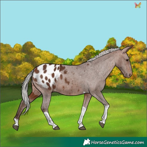 Horse Color:Silver Bay Tobiano Appaloosa 
