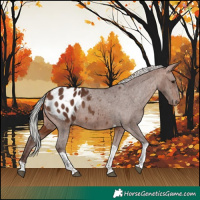Horse Color:Silver Bay Tobiano Appaloosa 