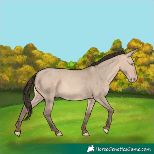 Horse Color:Unknown 