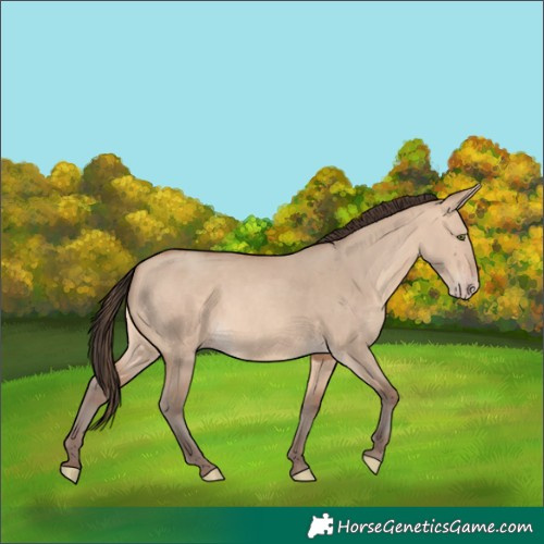 Horse Color:Unknown 