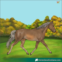 Horse Color:Chocolate Palomino 