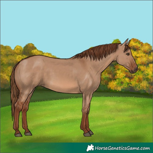 Horse Color:Red Dun