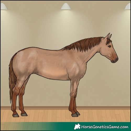 Horse Color:Red Dun 