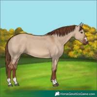 Horse Color:Red Dun 