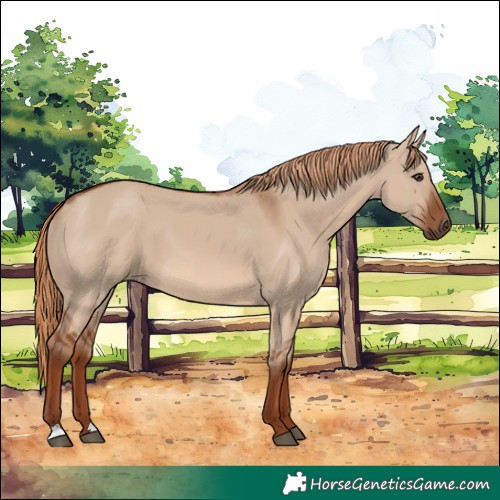 Horse Color:Red Dun 