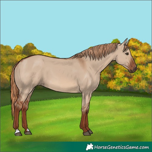 Horse Color:Red Dun 
