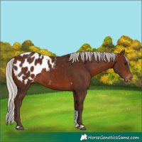 Horse Color:Silver Brown Tobiano Blanket 