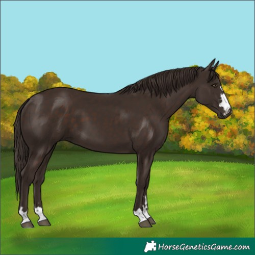 Horse Color:Liver Chestnut 