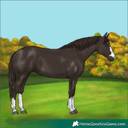 Horse Color:Liver Chestnut 