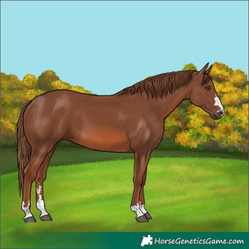 Horse Color:Chestnut 