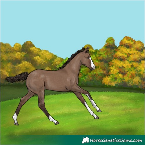 Horse Color:Liver Red Dun 