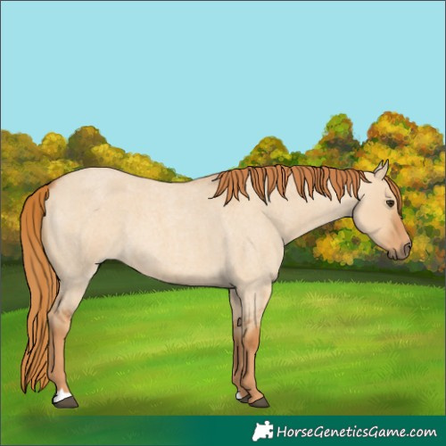 Horse Color:Red Dun Roan 